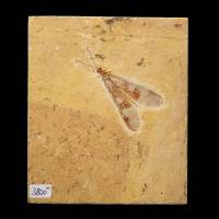 Insecte fossile Albien-Aptien, Brésil